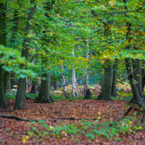 Henley-on-Thames - 05 November 2014 / Woods around Greys Court