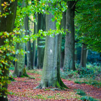 Henley-on-Thames - 05 November 2014 / Woods around Greys Court