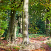 Henley-on-Thames - 05 November 2014 / Woods around Greys Court