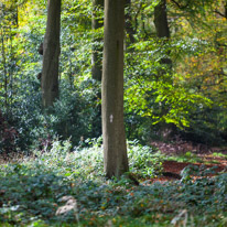 Henley-on-Thames - 05 November 2014 / Woods around Greys Court