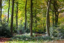 Henley-on-Thames - 05 November 2014 / Woods around Greys Court