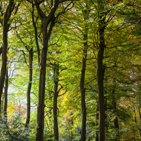 Henley-on-Thames - 05 November 2014 / Woods around Greys Court