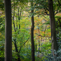 Henley-on-Thames - 05 November 2014 / Woods around Greys Court