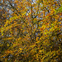 Henley-on-Thames - 05 November 2014 / Woods around Greys Court