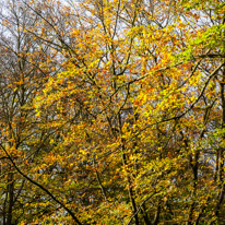 Henley-on-Thames - 05 November 2014 / Woods around Greys Court