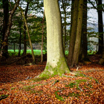 Henley-on-Thames - 05 November 2014 / Woods around Greys Court