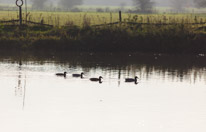 Henley Sailing Club - 20 November 2014 / Ducks on the river Thames