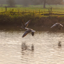 Henley Sailing Club - 20 November 2014 / Geese on the River