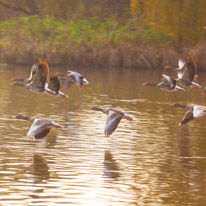 Henley Sailing Club - 20 November 2014 / Geese flying over the river