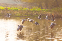 Henley Sailing Club - 20 November 2014 / Geese flying over the river