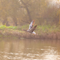 Henley Sailing Club - 20 November 2014 / A goose flying