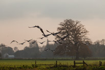 Henley Sailing Club - 20 November 2014 / Geese flying over the river