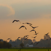 Henley Sailing Club - 20 November 2014 / Geese flying over the river