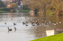 Henley Sailing Club - 20 November 2014 / Geese on the river