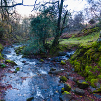 Brecon - 22 November 2014 / forest