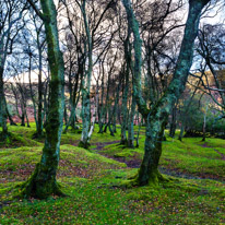 Brecon - 22 November 2014 / Mystical forest