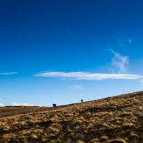 Brecon - 22 November 2014 / A few poneys roaming in the hills