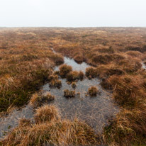 Brecon - 22 November 2014 / Bog