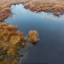 Brecon - 22 November 2014 / Bog