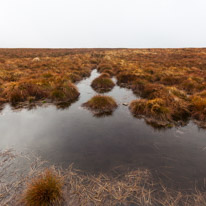 Brecon - 22 November 2014 / Bog