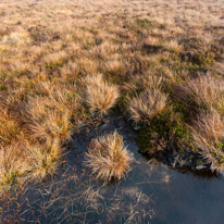 Brecon - 22 November 2014 / Bog