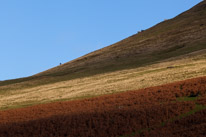 Brecon - 22 November 2014 / A few sheeps