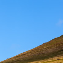 Brecon - 22 November 2014 / A few sheeps