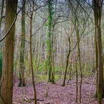 Henley-on-Thames - 25 January 2015 / Trees