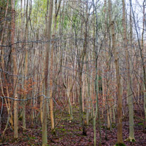 Henley-on-Thames - 25 January 2015 / Trees