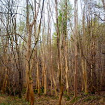 Henley-on-Thames - 25 January 2015 / Trees