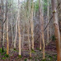 Henley-on-Thames - 25 January 2015 / Trees