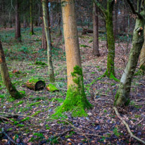 Henley-on-Thames - 25 January 2015 / Tree in the forest