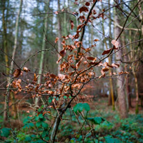 Henley-on-Thames - 25 January 2015 / Leafs