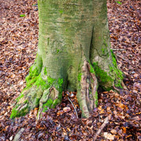 Henley-on-Thames - 25 January 2015 / Tree in the forest