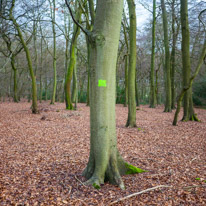 Henley-on-Thames - 25 January 2015 / Tree in the forest