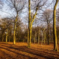 Henley-on-Thames - 25 January 2015 / Tree in the forest