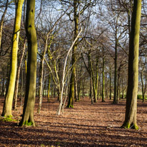 Henley-on-Thames - 25 January 2015 / Trees