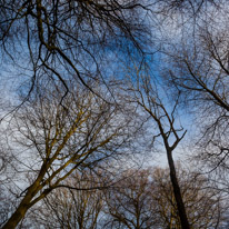 Henley-on-Thames - 25 January 2015 / Trees