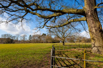 Henley-on-Thames - 1 March 2015 / Tree in the countryside