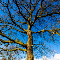 Henley-on-Thames - 1 March 2015 / Tree