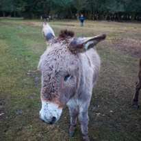 Bramshaw - 28 March @015 / Donkeys
