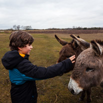 Bramshaw - 28 March @015 / Oscar and the Donkeys