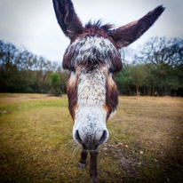 Bramshaw - 28 March @015 / Donkeys