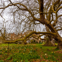 Mottisfont Abbey - 29 March 2015 / Old Oak tree in Mottisfont Abbey