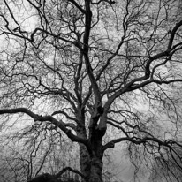 Mottisfont Abbey - 29 March 2015 / Oak tree