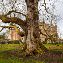 Mottisfont Abbey - 29 March 2015 / Very old Oak Tree