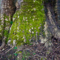 Mottisfont Abbey - 29 March 2015 / Very old Oak Tree