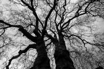 Mottisfont Abbey - 29 March 2015 / Very old Oak Tree