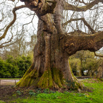 Mottisfont Abbey - 29 March 2015 / Very old Oak Tree