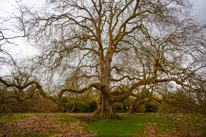 Mottisfont Abbey - 29 March 2015 / This tree is absolutely magnificent